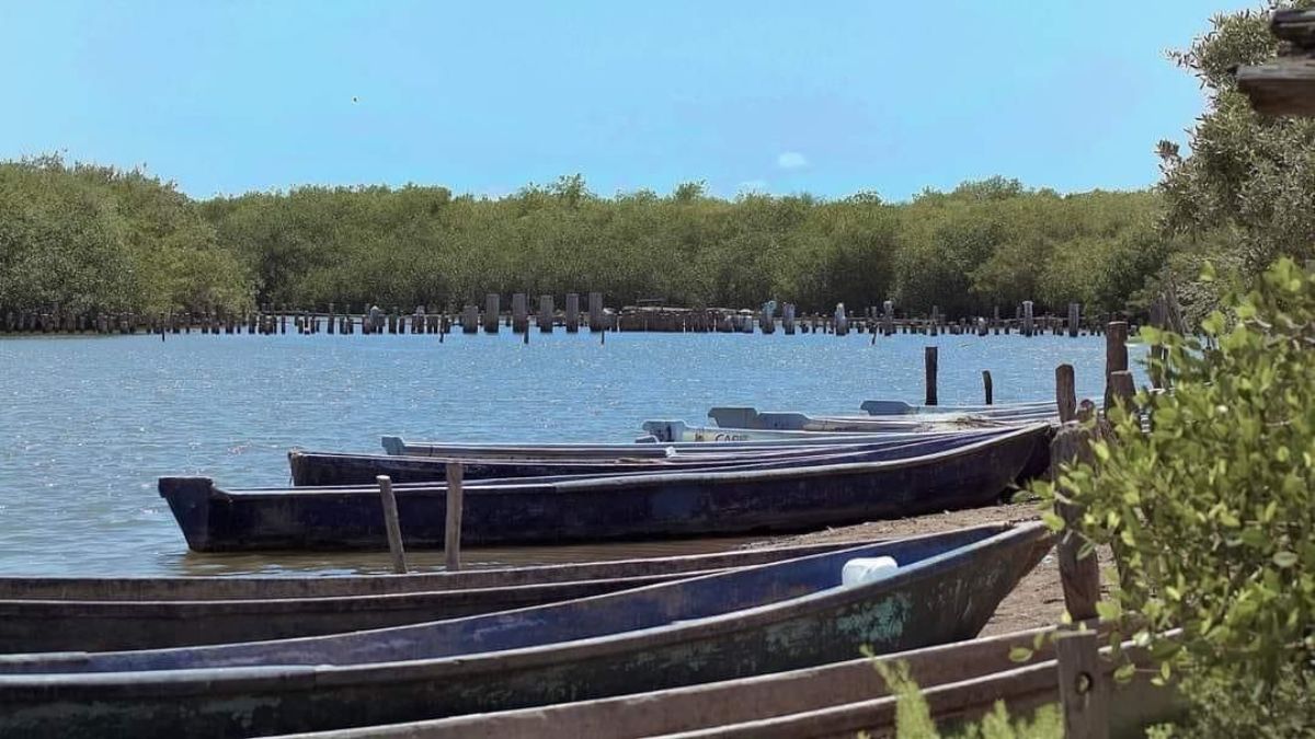 Llaman a respetar veda de camarón; cierran filas contra la pesca ilegal