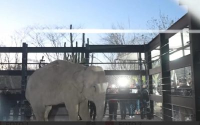 Bioparc Mazatlán, se proyecta como el santuario de vida silvestre más importante de Latinoamérica: Raúl Villavicencio.