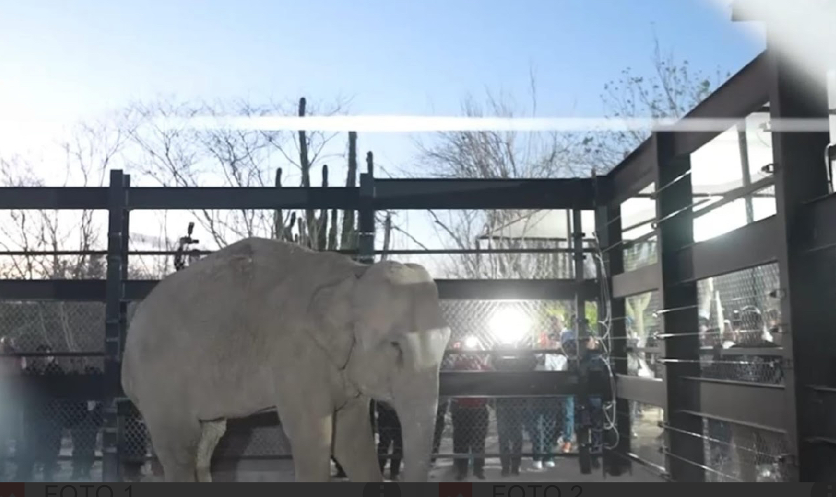 Bioparc Mazatlán, se proyecta como el santuario de vida silvestre más importante de Latinoamérica: Raúl Villavicencio.