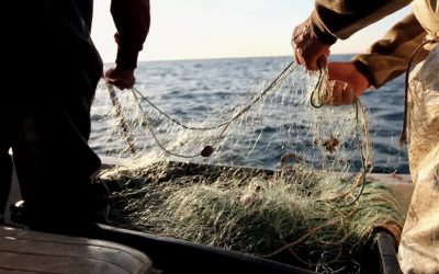 Cosechando Bienestar, programa que puede impactar a los pescadores