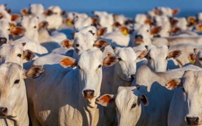 Se ha realizado todo lo acordado con EU para combatir gusano barrenador: Secretario de Agricultura