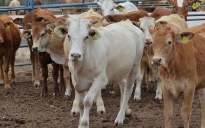 EU cierra frontera al ganado mexicano por gusano barrenador