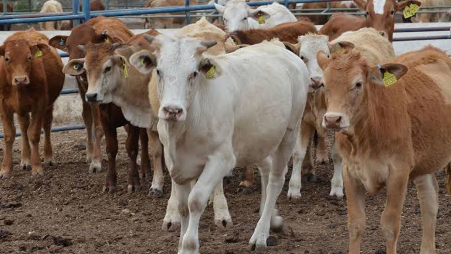 EU cierra frontera al ganado mexicano por gusano barrenador