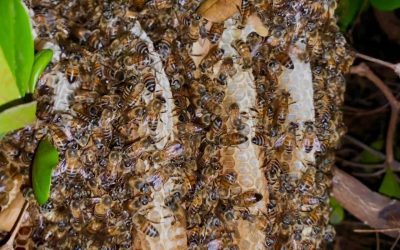 Atiende la dirección de ecología reportes de abejas en Mazatlán