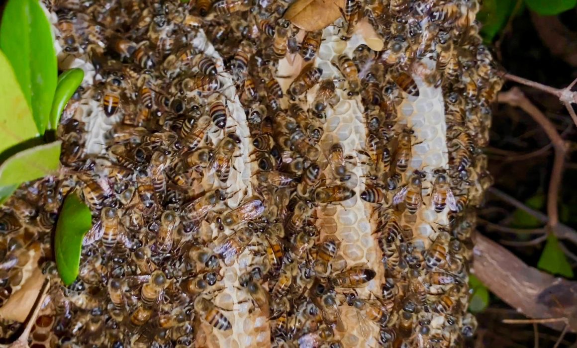 Atiende la dirección de ecología reportes de abejas en Mazatlán
