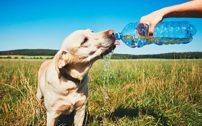 Ante el calorón recomiendan estar pendientes de las mascotas para evitar que se deshidraten