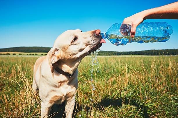 Ante el calorón recomiendan estar pendientes de las mascotas para evitar que se deshidraten