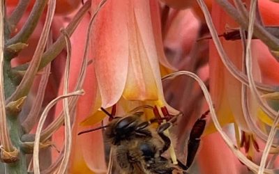 Jardín Botánico Culiacán: el paraíso de los polinizadores