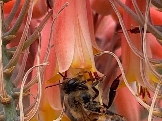 Jardín Botánico Culiacán: el paraíso de los polinizadores
