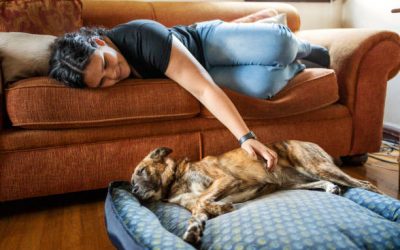 Buscan animalistas que ciudadanos conviertan su casa en refugio temporal para animales