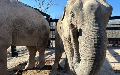 Animales rescatados de La Campana se adaptan con éxito en Bioparque ‘El Encanto’