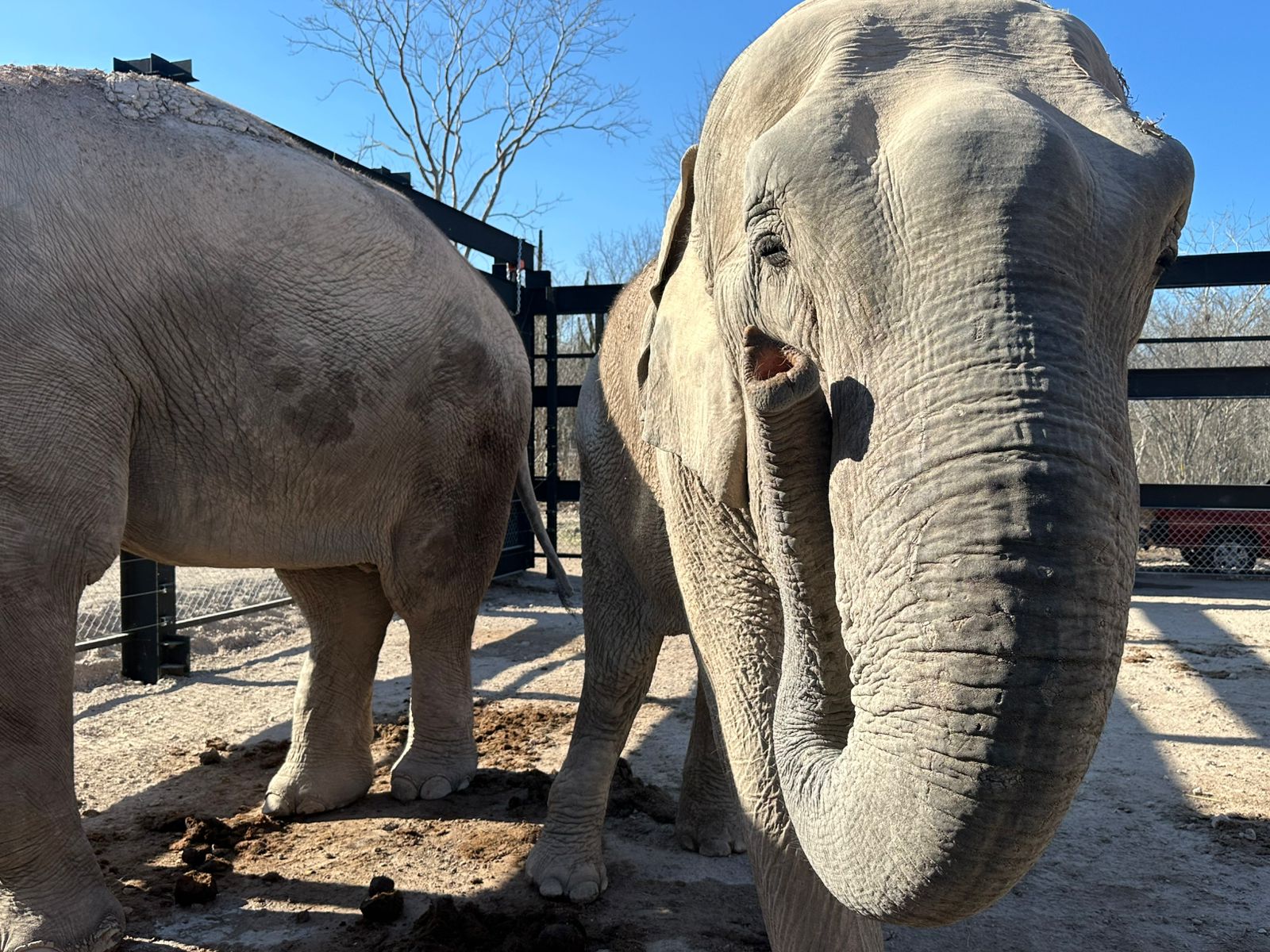 Animales rescatados de La Campana se adaptan con éxito en Bioparque ‘El Encanto’