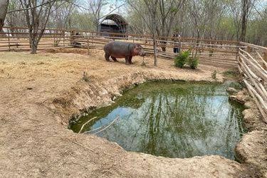 ¡Cierra sus puertas! Ostok Santuary anuncia su cierre definitivo; inicia traslado de más de 700 animales a Mazatlán