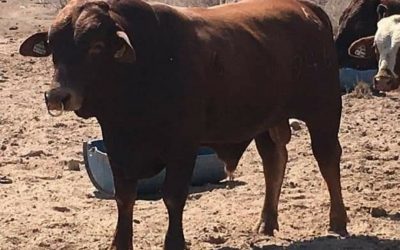 Una situación difícil enfrentan ganaderos de Ahome, ante la fuerte sequía