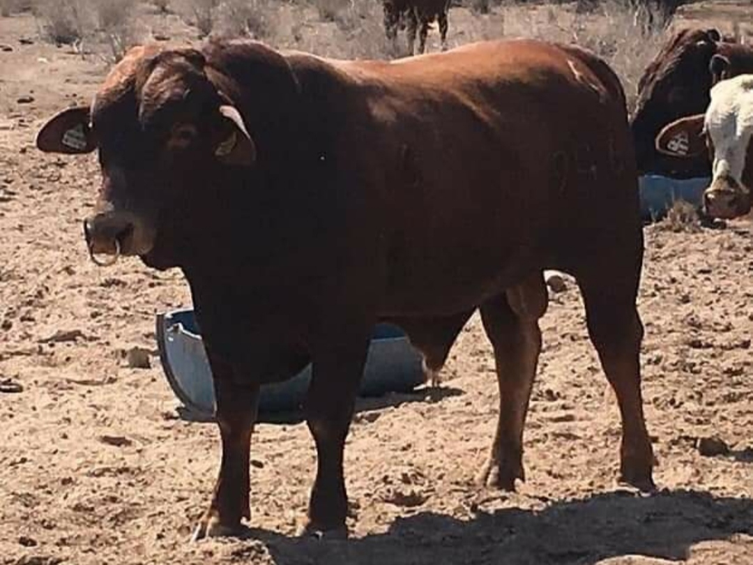 México acompaña a productoras y productores ante nueva regulación de la Unión Europea y reafirma su compromiso con una agricultura y ganadería sustentable